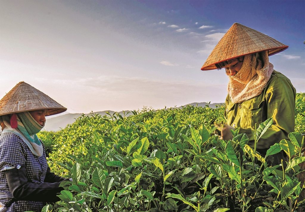 Hóa chất nông nghiệp